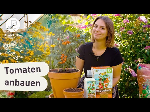 Tomaten anbauen: 5 Tipps für eine erfolgreiche Tomaten-Anzucht