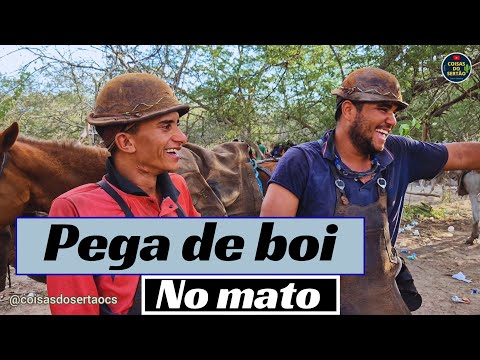 Pega de boi no mato no sitio em Olivença/Alagoas com muita gente .