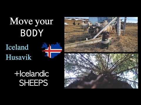 Husavik, Iceland : Come walk with me - some friendly Icelandic sheeps