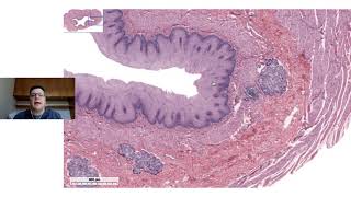 Histologia do esôfago e do estômago