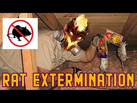 RAT EXTERMINATION Dota 2 comeback