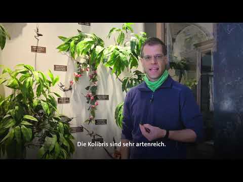 Science Talks - Kolibris