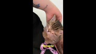 Tenerte Lyrics English Translation