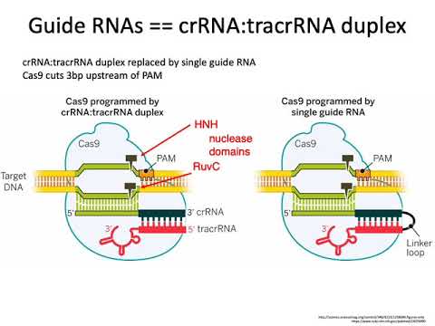 MCB 182 Lecture 4.4 - CRISPR-Cas9 overview