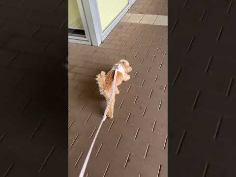 経営学科 強風の中突き進むトイプードル9ヶ月 #toypoodle #トイプードル