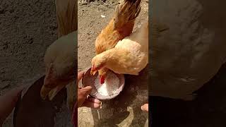 Download lagu Kasih makan ayam kate mp3