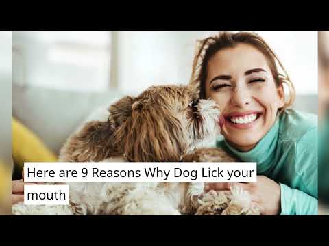 Why Do Dogs Lick Your Mouth (9 Reason Why Dogs lick your Mouth Explained)