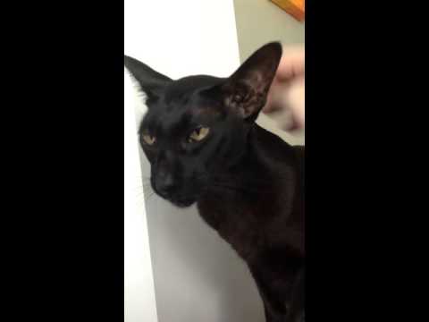 Cat hiss - YouTube
