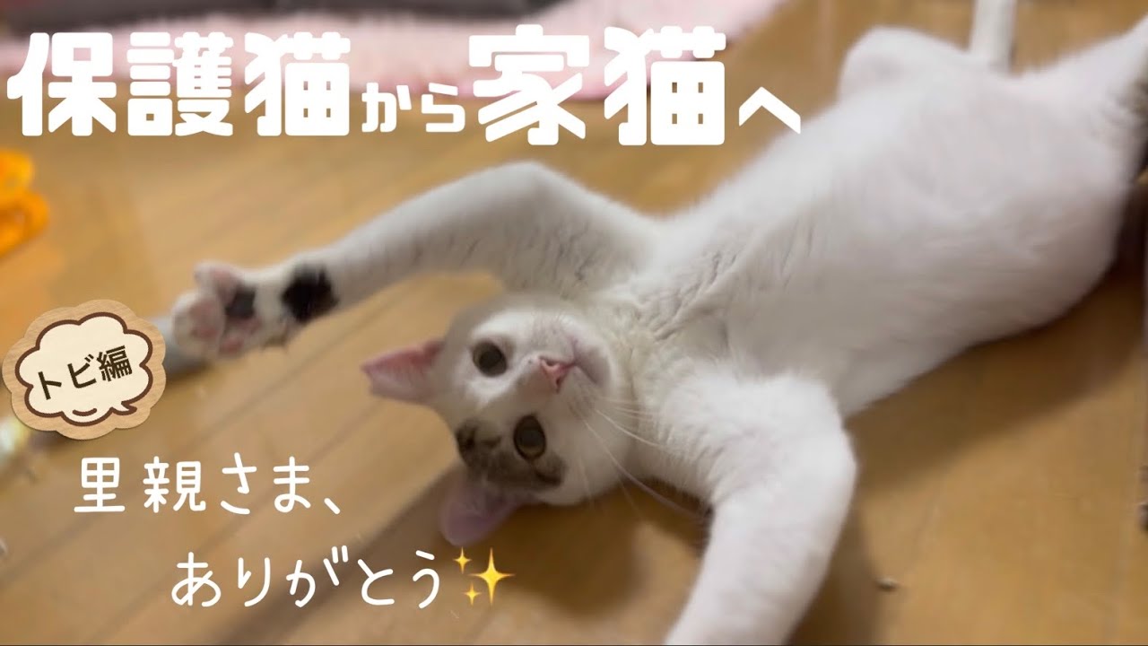 [保護猫卒業]家猫への道のり。噛み癖が治らない猫、飛行機に乗ってずっとのおうちへ✈️ 現在のトビの様子が最高すぎた🥹里親様ありがとうございます✨