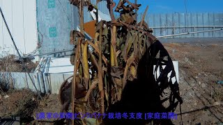 [農家の菜園]20/12/12 ピンクバナナの剪定 冬支度　[家庭菜園]
