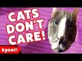 Funniest Cats Don T Care Compilation Of 2016 Kyoot Animals