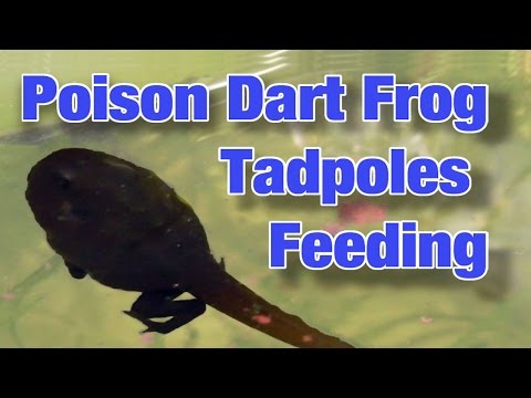 Poison Dart Frog TADPOLES Feeding - HD