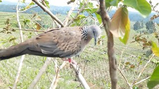 Download lagu PIKAT TERKUKUR RANTING TARGET GAGAP DAN GARANG mp3