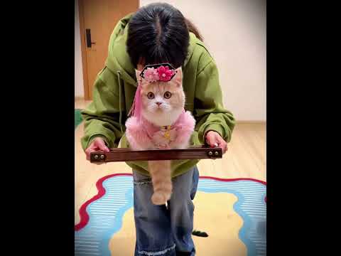 Do you also want a cat as cute as this one? #shorts #cat