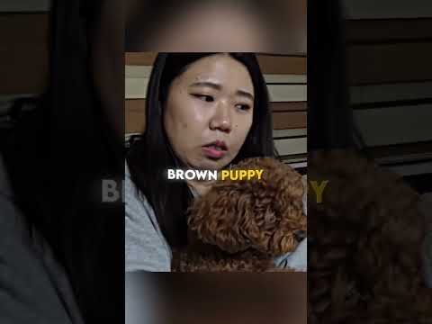 „Vom Angsthund zum Freund: Die wunderbare Wandlung eines Welpen“