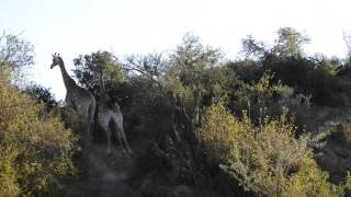 preview picture of video 'Giraffe Run - South Africa part'