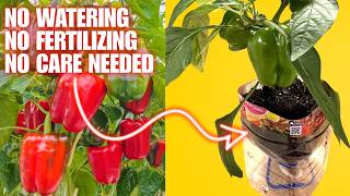 How To Grow Peppers With 0 Effort | Homemade Container Does All The WORK!!!