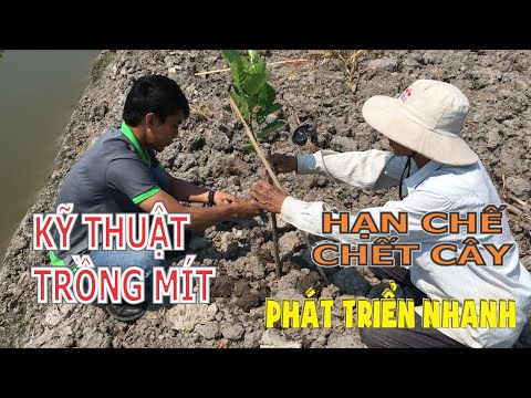 , title : 'Kỹ thuật trồng Mít Thái phát triển nhanh | Hạn chế chết cây | Hạn chế sơ đen về sau'
