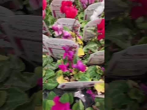 屋外の多年生シクラメンを植えて維持し、オープンスペースを強化するにはどうすればよいですか?  庭園