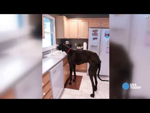 Zeus, world's tallest dog, dies at age 5