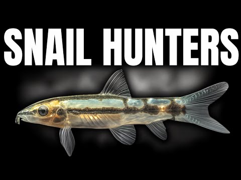Ranking The BEST Snail Eating Fish (Tierlist)