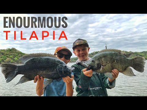 Catching ENOURMOUS Tilapia in Zimbabwe