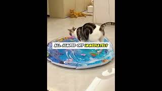 Never Let Your Cat Near a Waterbed 😹🚫💧