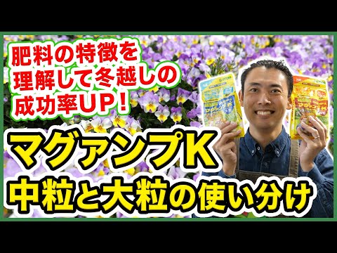 園芸 ブルー ジェネピ、マレ ジェネピ、ブラック ジェネピ、トゥルー ジェネピ