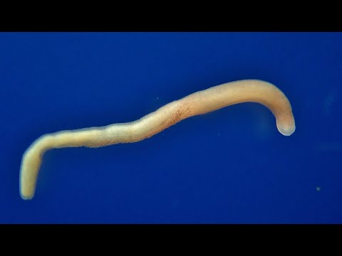 Vídeo de Carinina ochracea