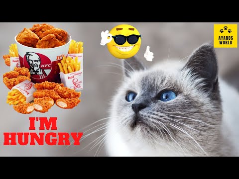 Funny Cats ðŸ¤£ Tiktok Compilation -[Try Not To Laugh]  Aw#7 - YouTube