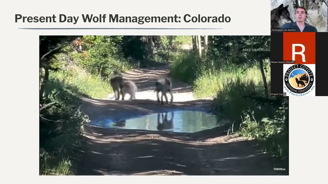 WEBINAR: Act for Wolves: Status Updates & Advocacy Actions