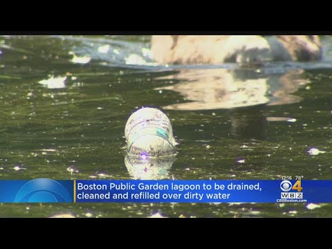'Unsafe For Wildlife': Boston Public Garden Lagoon To Be Drained And Refilled