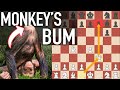 THE MONKEY 039 S BUM TRICKY CHESS GAMBIT b THE MONKEY 039 S BUM TRICKY CHESS GAMBIT b