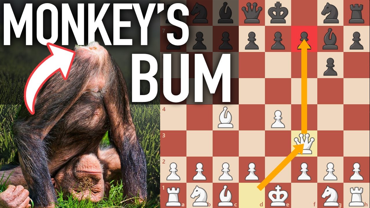 THE MONKEY'S BUM | TRICKY CHESS GAMBIT