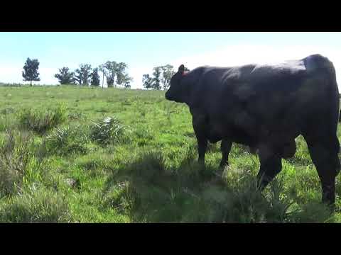Lote Toros, Lavalleja