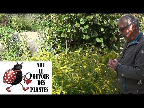 , title : 'Conseils jardinage:Taille et entretien: Solidago rugosa (Verge d'or rugueuse): Plante vivace'