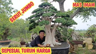 Download lagu SEPESIAL‼️TURUN HARGA, BONSAI SERUT JUMBO DLL📞0831-1142-7220 @JeckpaeyBonsai91  mp3 Download lagu SEPESIAL‼️TURUN HARGA, BONSAI SERUT JUMBO DLL📞0831-1142-7220 @JeckpaeyBonsai91  mp3