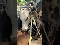 Jallikatu Kalai Kantru Sales Arrahman Music Singer Song Bgm Jallikattu Cow Pottidayikadamm
