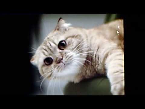 All Star Trio and their Orchestra:  "Soothing"  (1922)