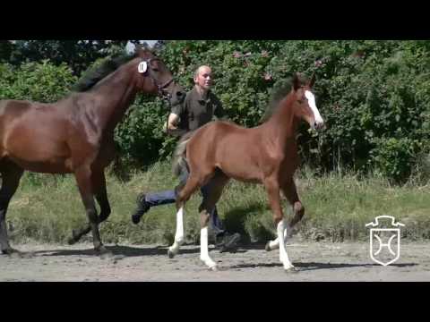 NF010 Hengstfohlen Uriko - Clearway - Lasino