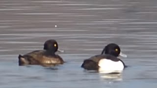 preview picture of video 'Ptice Hrvatske - Krunata patka, mužjak i ženka (Aythya fuligula) (Tufted duck, male & female) (1/1)'