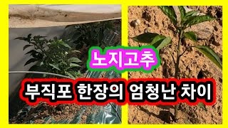 노지고추 부직포 한장의 엄청난 차이 곁순제거 한것 안한것 수확량 비교실험 고추농사 잘짓는법 추비 웃거름 고추…