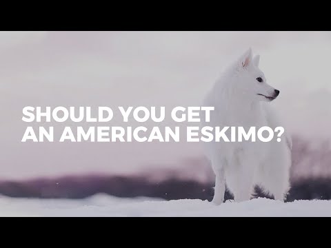 Should you get an American Eskimo dog? | BREED OVERVIEW