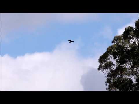 Wedge Tailed Eagle calls