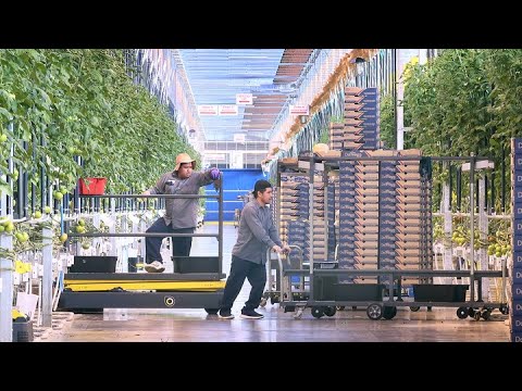 Essex County Farmers Warn Of Huge Job Losses Under Trump Tariffs