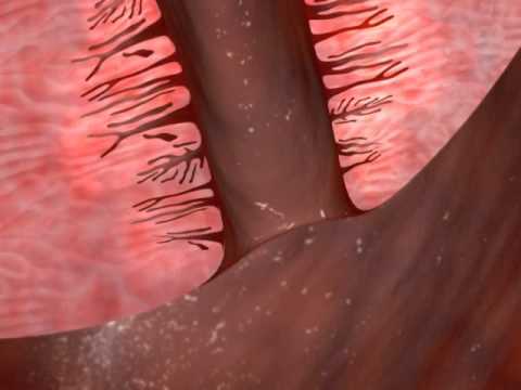 Anatomy of the cervix