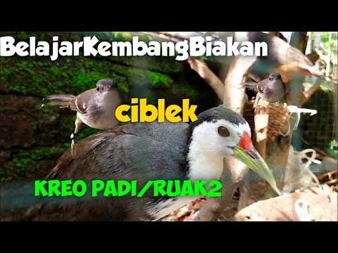 Belajar Breeding Ciblek dan Ruak Ruak Dalam Aviary