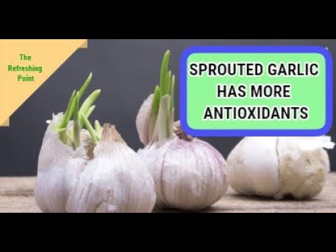 download lagu mp3 mp4 Garlic Sprouts Poisonous, download lagu Garlic Sprouts Poisonous gratis, unduh video klip Garlic Sprouts Poisonous