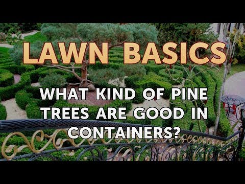 What Kind of Pine Trees Are Good in Containers?