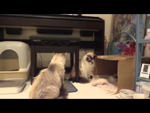 他の猫が子猫をいじくっていたら、母猫が・・・ついに一撃。an angry mother cat attacks brutally